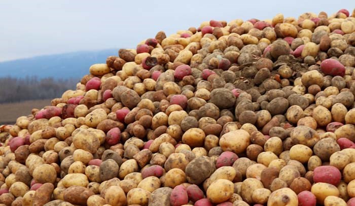  If you recognize this potato pile, this story is for you. Photo: Eric Thompson