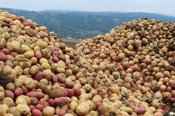  Potatoes and onions. Photo: Eric Thompson