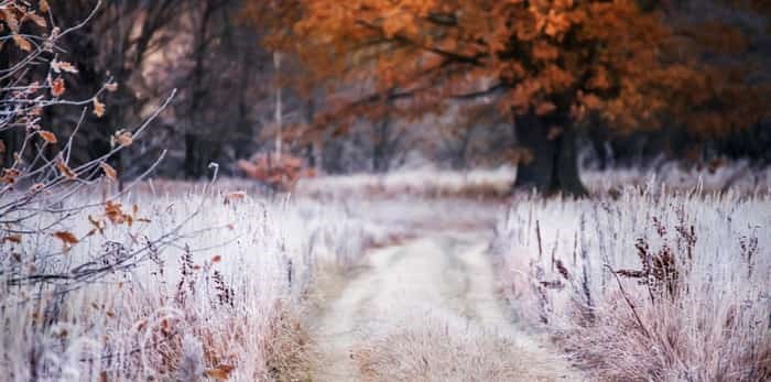  Photo: Frosty grass