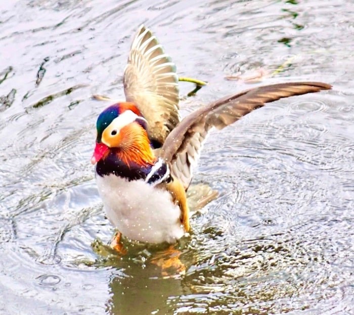 Is the Burnaby Lake Mandarin Duck peacocking? Maybe. Photo by John Preissl