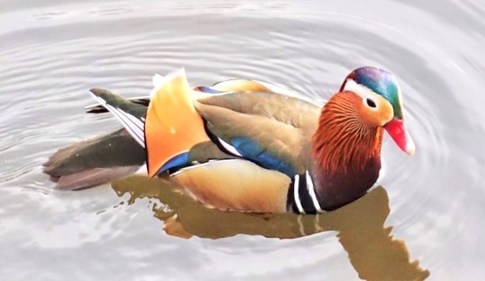  Burnaby's Mandarin Duck. Photo by John Preissl