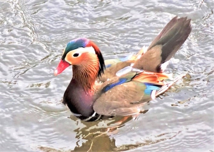  The world's most beautiful duck, aka Trevor the Mandarin Duck, has been giving spectators a show in Burnaby again. Photo by John Preissl