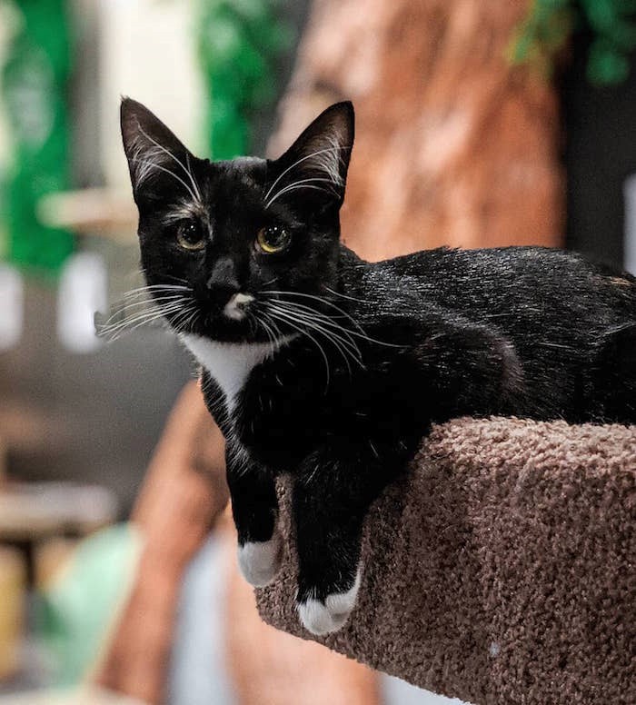  Just hangin' out at Catoro Cafe. Photo: 
