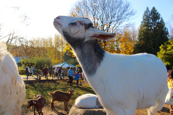  Getting up close with the animals at Aldor Acres. Photo by Lindsay William-Ross/鶹ýӳ