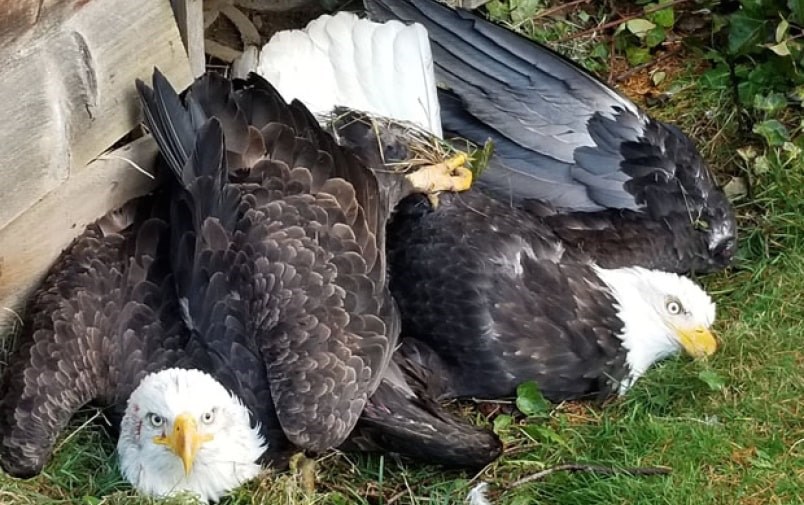  These bald eagles had a tussle and crashed to the ground. Photo courtesy Paul Simpson via Facebook
