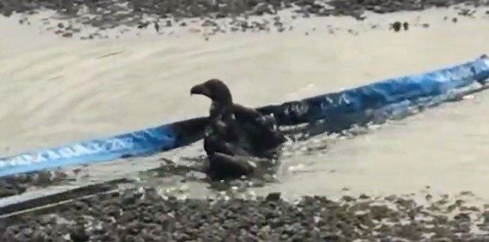  A young eagle was rescued from a wastewater treatment pond after it became stuck in the mud and unable to fly. Screenshot/YouTube