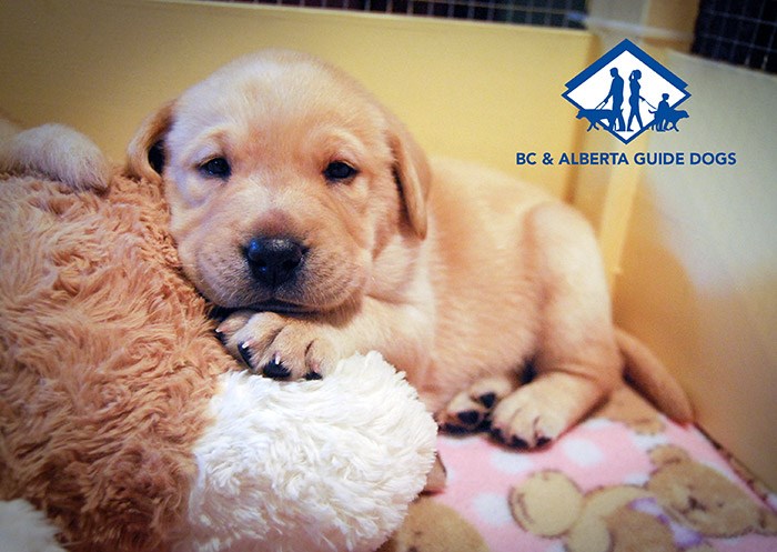  Photo: BC & Alberta Guide Dogs