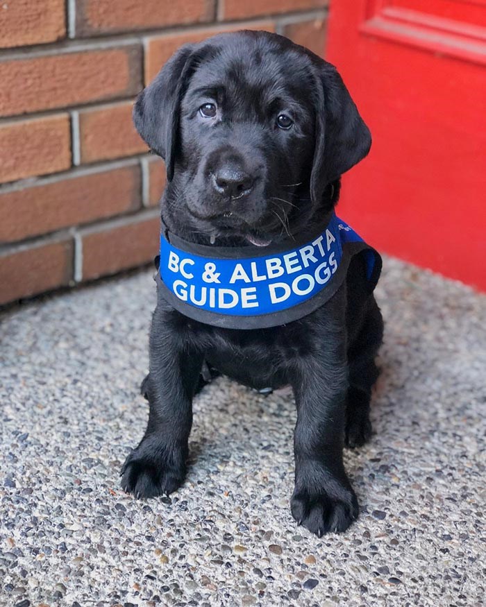  Photo: BC & Alberta Guide Dogs