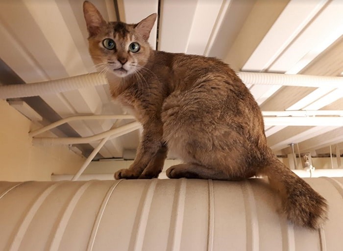  Journey was found emaciated and terrified inside a shipping container in April. Photo: BC SPCA
