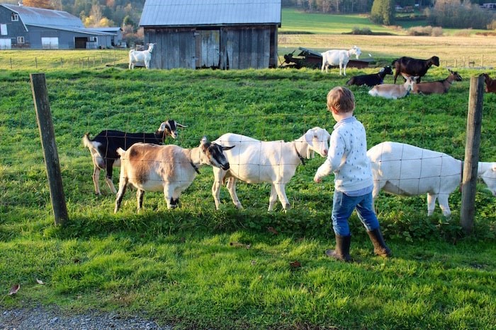  There's lots to see and do (and taste) in Langley, like at Milner Valley Cheese, a family-run goat farm. Photo by Lindsay William-Ross/鶹ýӳ