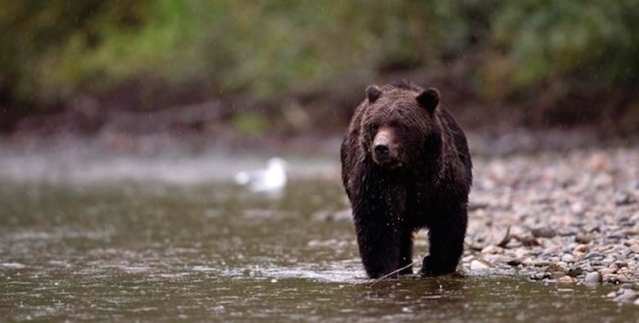  A grizzly bear is seen fishing for a salmon along the Atnarko river in Tweedsmuir Provincial Park near Bella Coola, B.C. Saturday, Sept 11, 2010. The British Columbia Conservation Officer Service says a guiding company in the province has received the highest-ever fine imposed by a B.C. court for using bait to attract bears. THE CANADIAN PRESS/Jonathan Hayward
