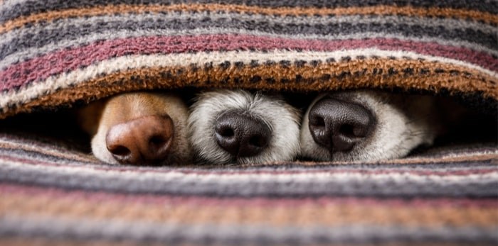  Keep your fur babies warm this winter! Photo: Shutterstock