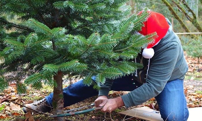  Christmas tree cutting permits are now available for B.C. Photo: Shutterstock