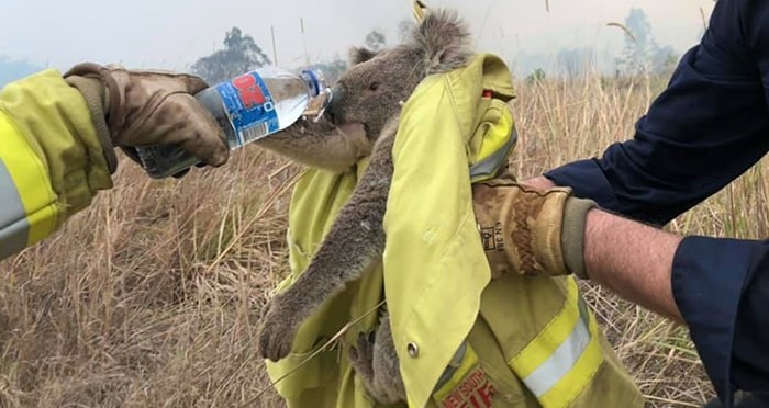  B.C. firefighters are headed to Australia to help battle an extreme wildfire season. Photo: 