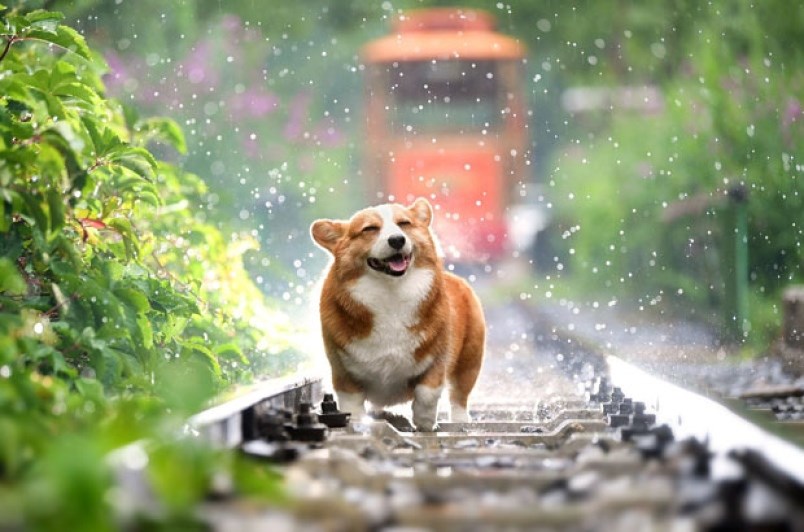 corgi