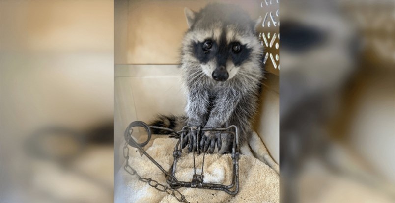 raccoon-trap