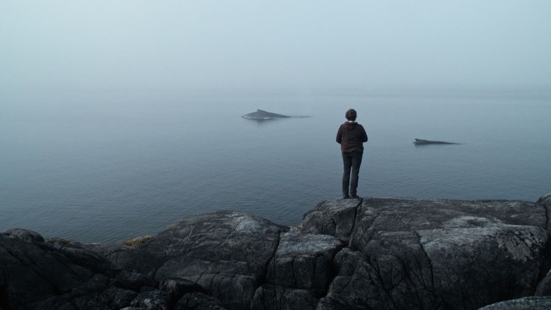 the-whale-and-the-raven-follows-two-researchers-dedicated-to-studying-the-unique-behaviour-of-humpba