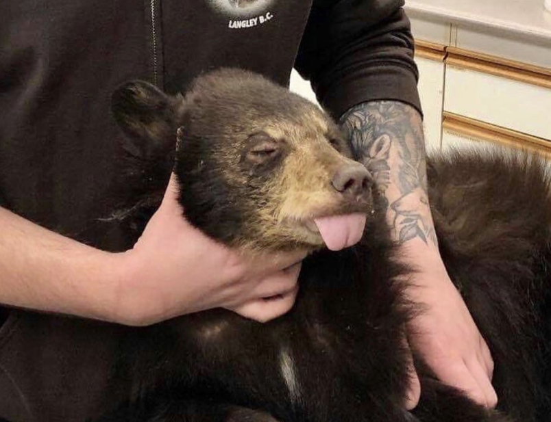 cub-26-named-roxy-was-brough-in-from-north-vancouver-she-is-pictured-here-at-an-abbotsford-veter