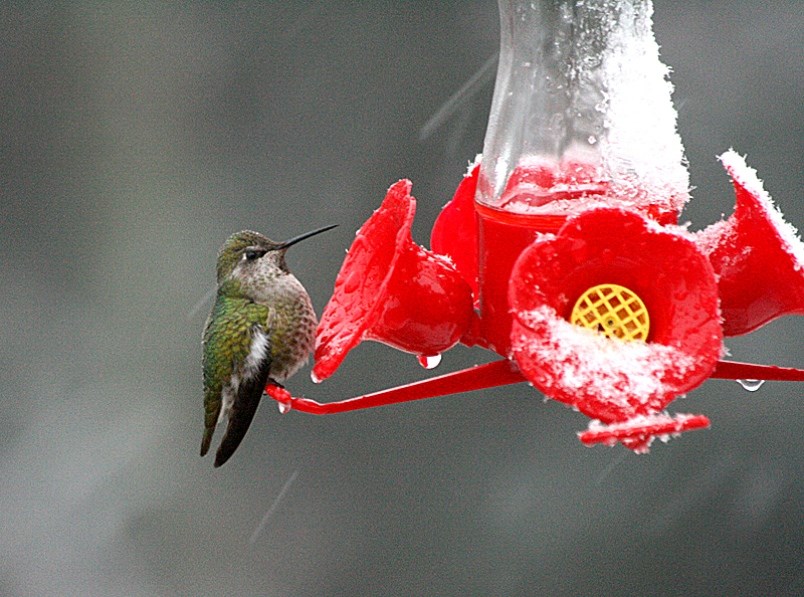 hummingbird