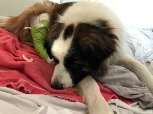 spca-dog-gunshot