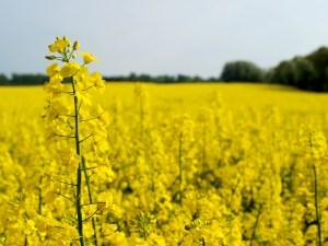 canola