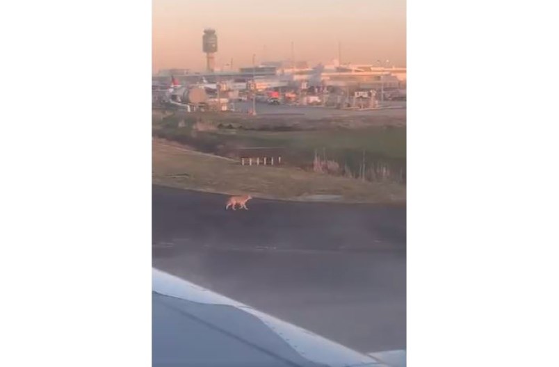 coyote-runway