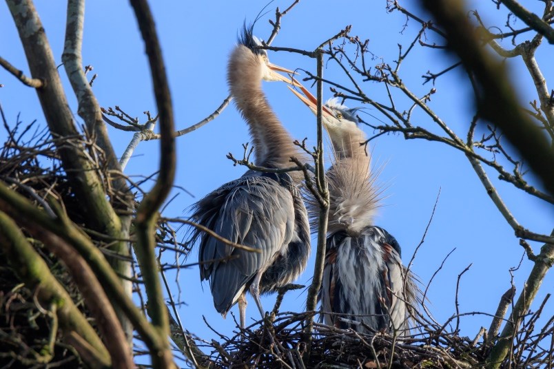 herons