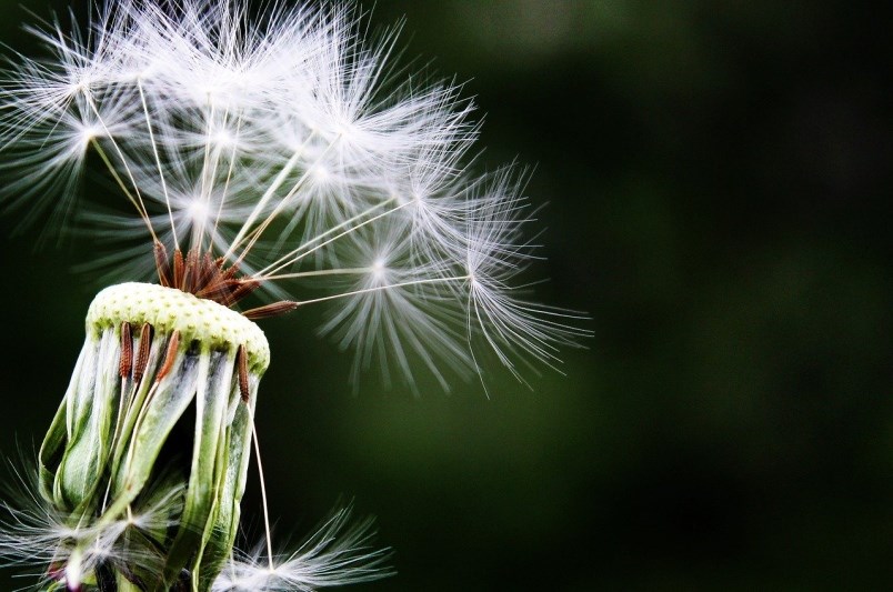 pollen