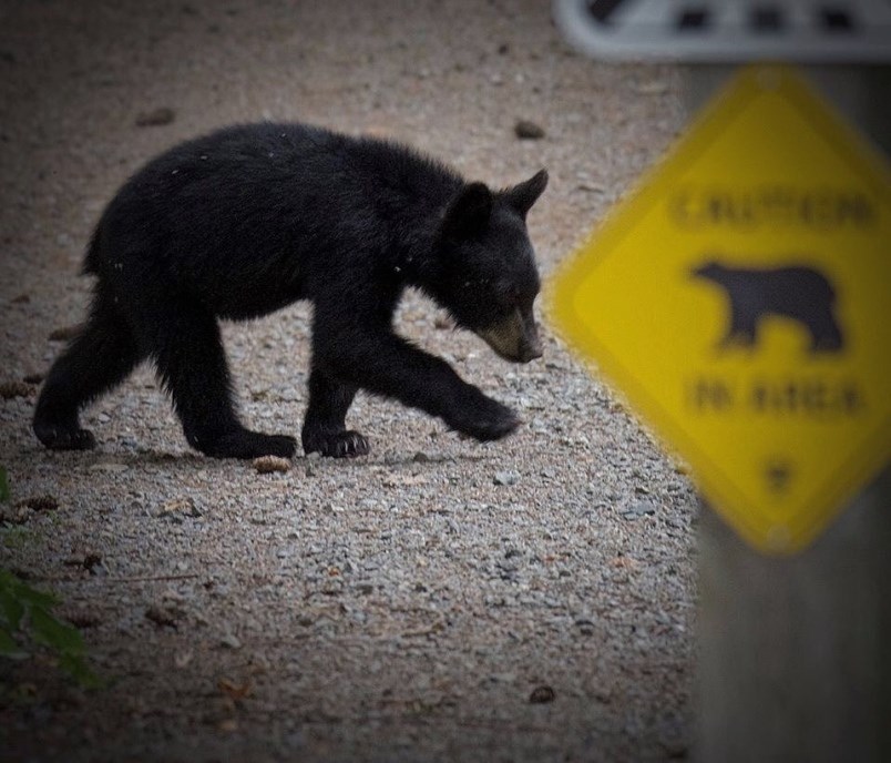 a-local-wildlife-photographer-captures-a-black-bear-cub-at-an-undisclosed-location-in-the-tri-cities