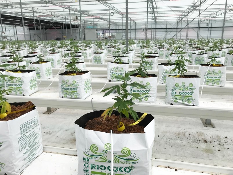 canopy-growth