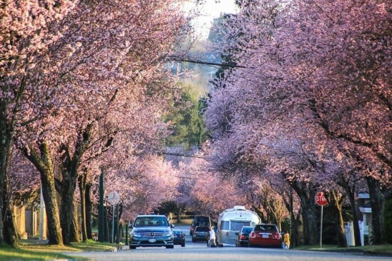 Beyond Local: 24 cherry blossom shots in Vancouver that will take your breath away (PHOTOS)