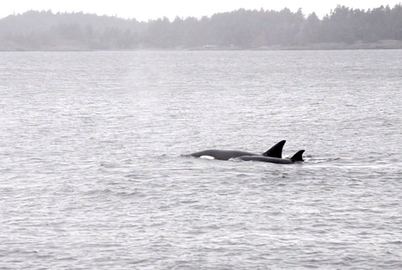 two-orcas-just-off-bowen-island