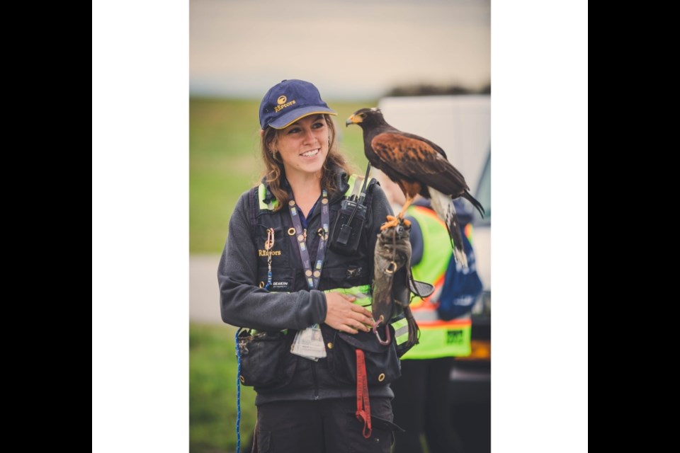 YVR's falconry program, part of the airport's wildlife management program, currently works with six falcons, three hawks and one bald eagle to help move birds away from the airfield. Photo courtesy Vancouver International Airport