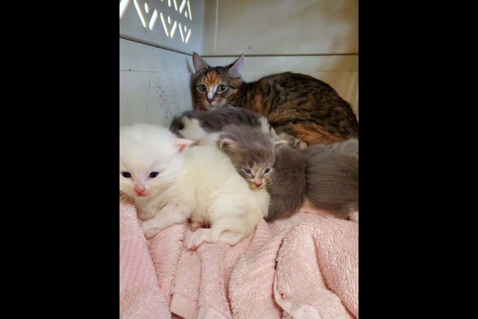 A few of the hoarded kittens surrendered at a Richmond home this week. Photo courtesy RAPS