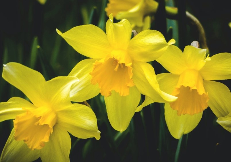 daffodils