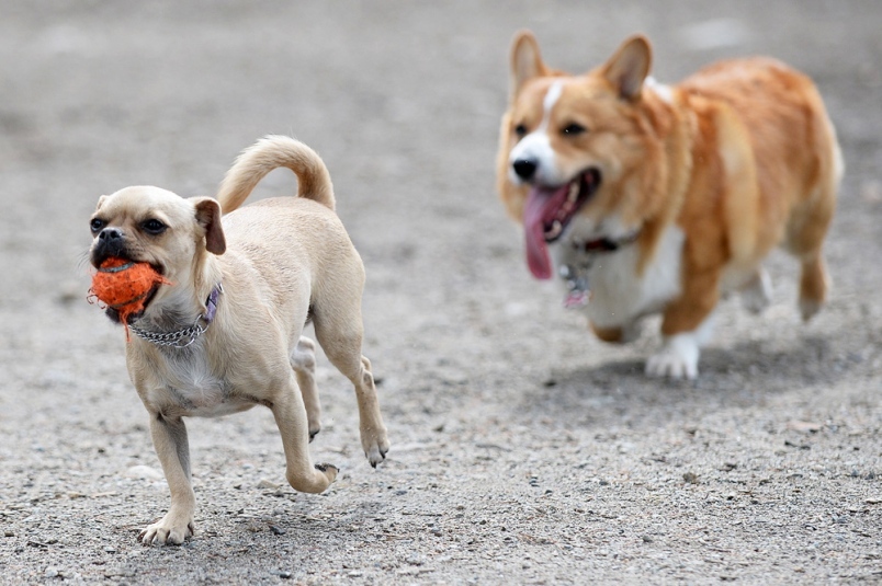 can dachshunds go off leash