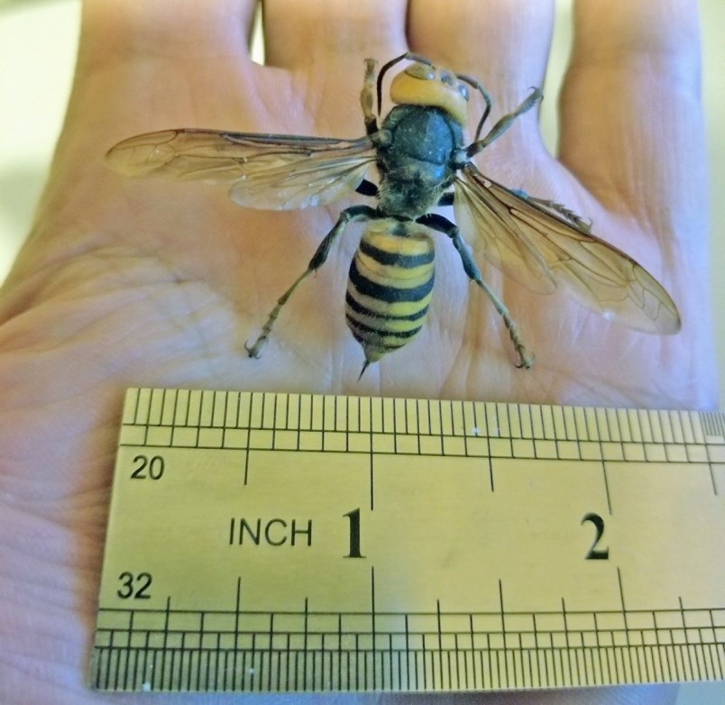 Giant 'murder' hornet stings like ‘red-hot thumbtacks,’ says B.C ...