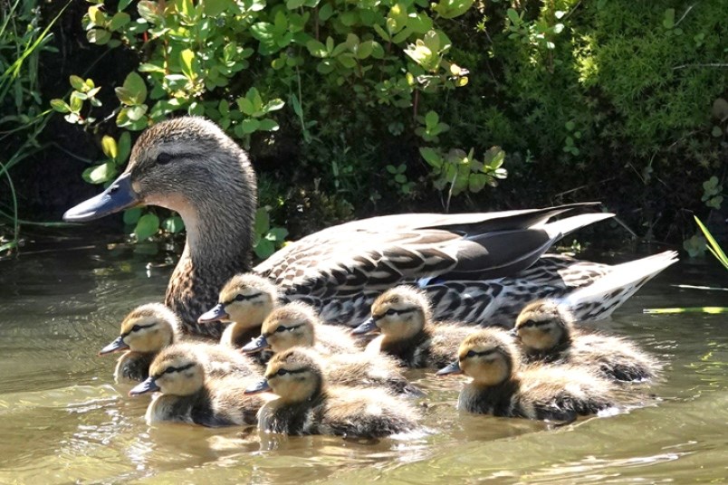 burnaby-ducks