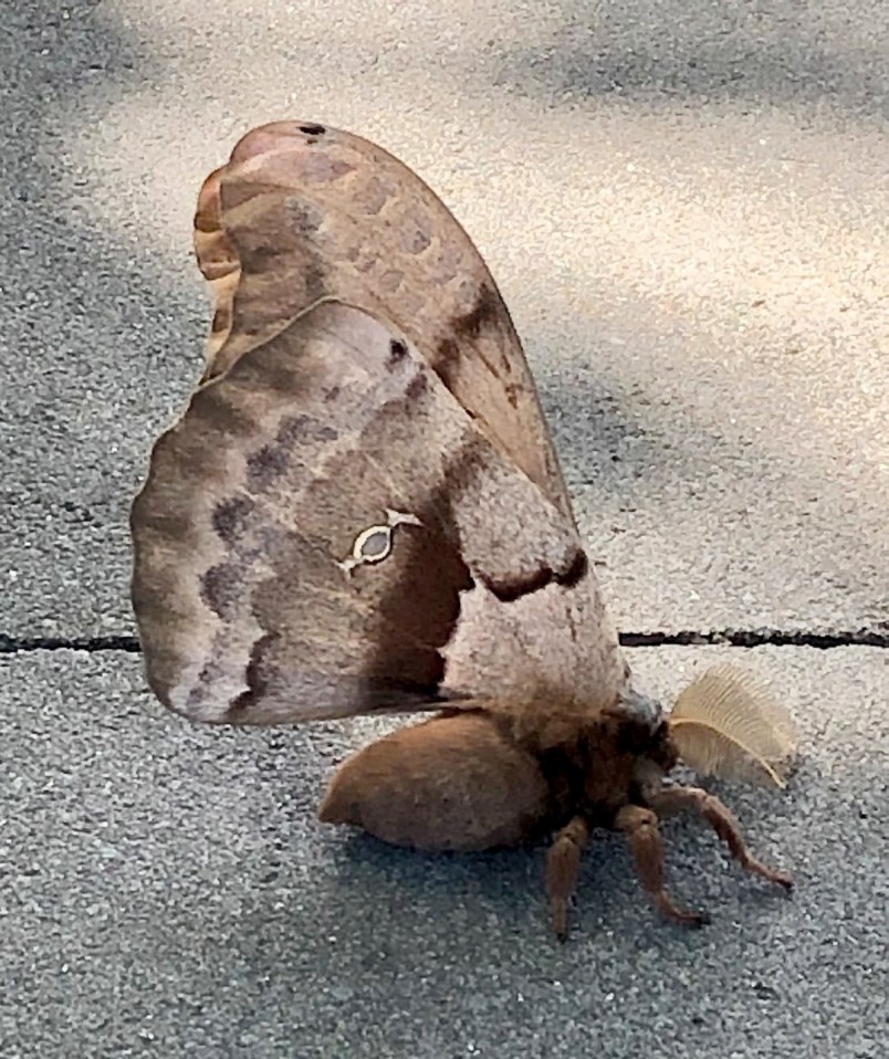 a1-06282020-moth-jpg