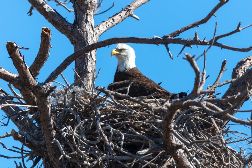 Metro Vancouver homeowners argue the eagle’s nest on their property