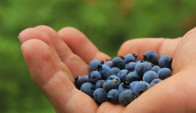 local-berry-farms-are-ready-for-pickers-with-covis-19-safety-protocol-in-place-0