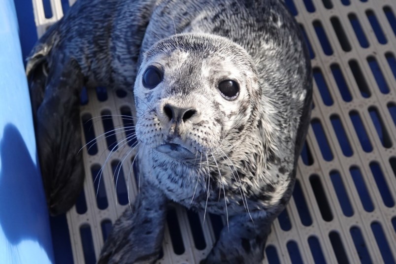 rescued-seal-pup