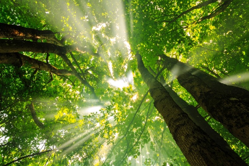 tree-canopy