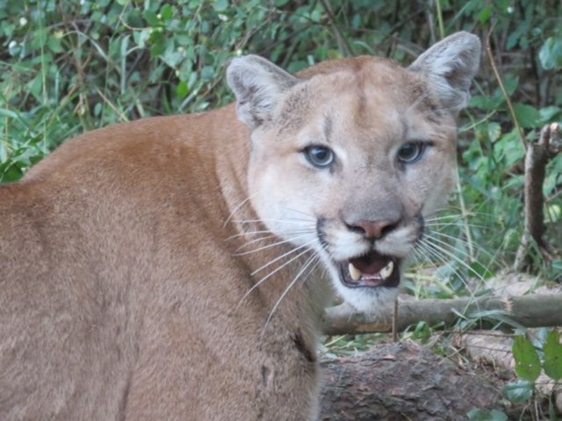 0919-cougar-jpg