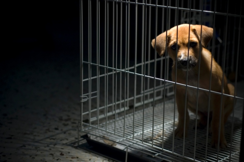 You can now report animal cruelty to Metro Vancouver Crime Stoppers - Vancouver Is Awesome You can now report animal cruelty to Metro Vancouver Crime Stoppers - Vancouver Is Awesome