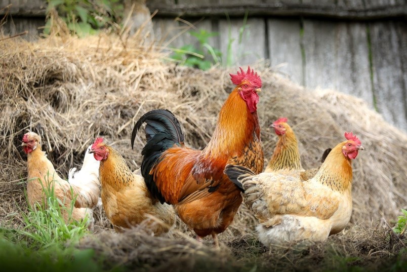 backyard-chickens