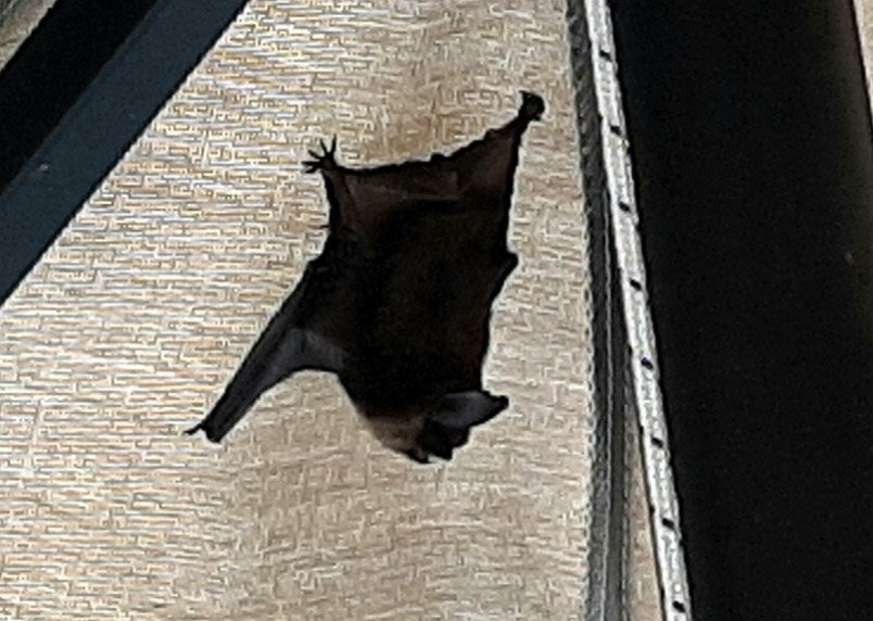 bat