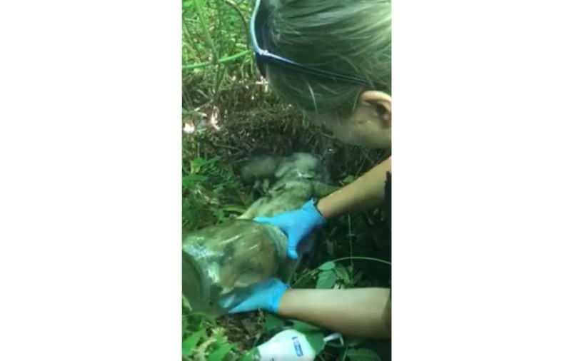 coyote-in-jar