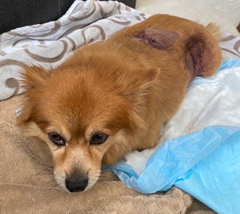 romeo-a-10-year-old-pomeranian-rests-after-his-surgery-to-stitch-up-three-deep-wounds-sustained-du