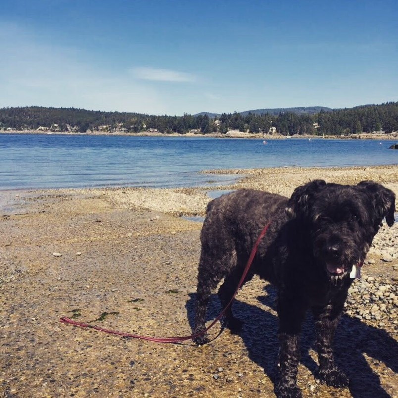 bear-dog-on-beach